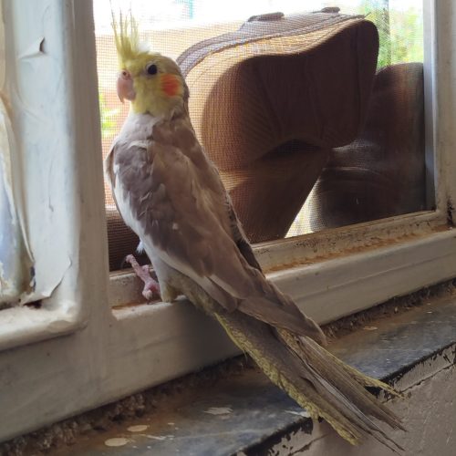 عروس هلندی نر