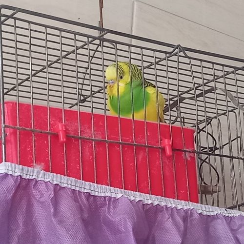 دوجفت مرغ عشق زیبا