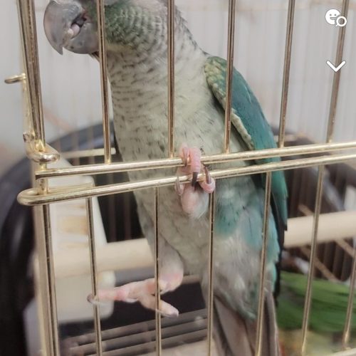 جفت گرینجک اهلی