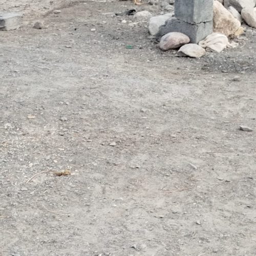 مرغ و غاز محلی