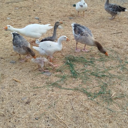 مرغ و غاز محلی