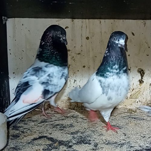 کبوتر پرشی فروش