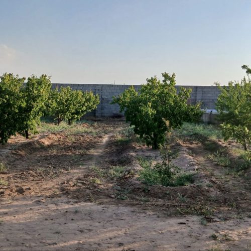 فروش زمین ویلایی وباغ  همراه با درختان و آب ساعتی