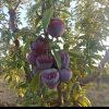 باغ دروایقان شبستر جاده اجر پزی منطقه نادر اباد