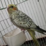 عروس هلندی ومرغ عشق