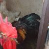 فروش مرغ وخروس