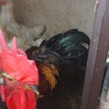 فروش مرغ وخروس