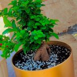 گل بونسانی جینسیگ