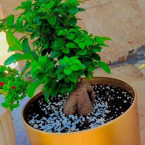 گل بونسانی جینسیگ