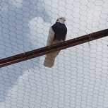 کبوتر طوقی کاکلی ماده