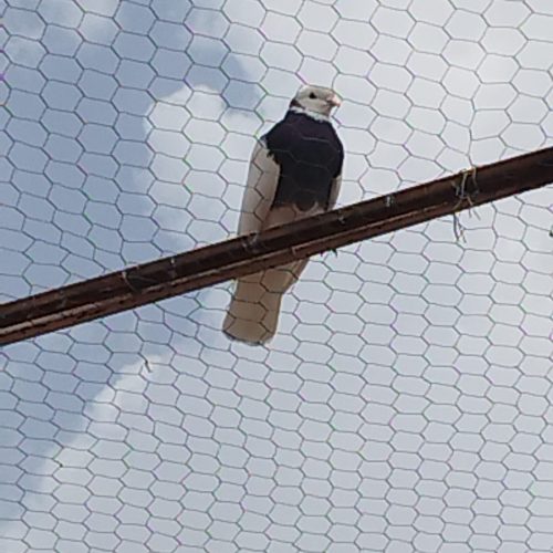 کبوتر طوقی کاکلی ماده