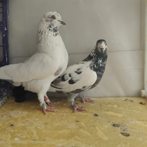 بوم کفتر پرشی