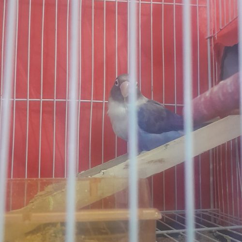 یگ جفت طوطی