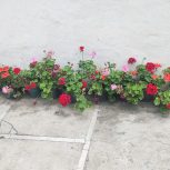 12 عدد گل شمعدان بدون افت