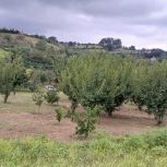 فروش زمین باغ مازندران ساری