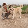ماده سگ کانگال
