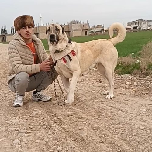ماده سگ کانگال
