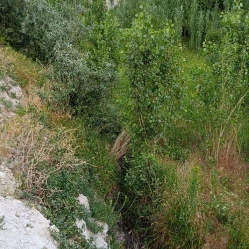 فروش باغ در اقکند