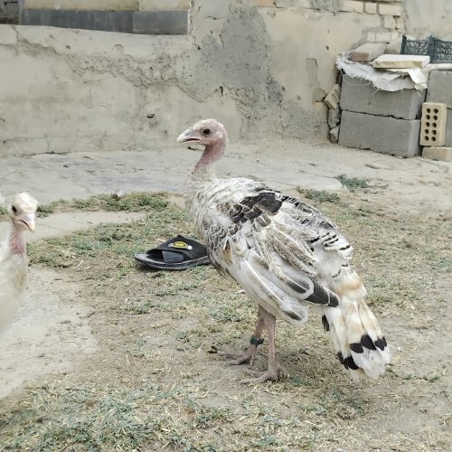 بوقلمون 5 ماه محلی