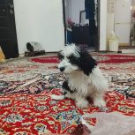 سگ سیتزوتربر