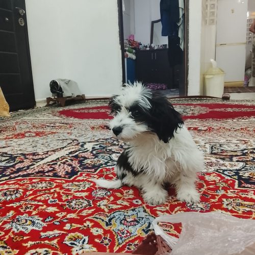 سگ سیتزوتربر