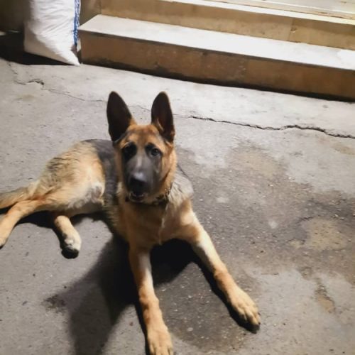 سگ ژرمن شپرد