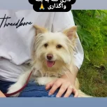 واگذاری در شرایط خاص به شرط نگهداری درست