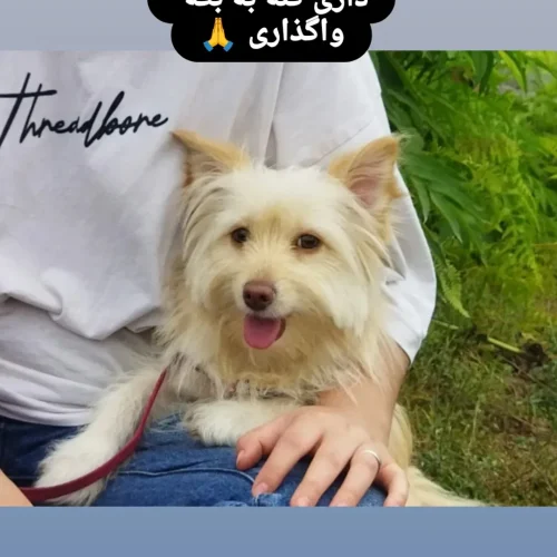 واگذاری در شرایط خاص به شرط نگهداری درست