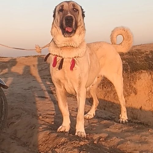 ماده سگ کانگال