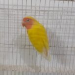 کوتوله برزیلی