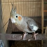 عروس هلندی ماده