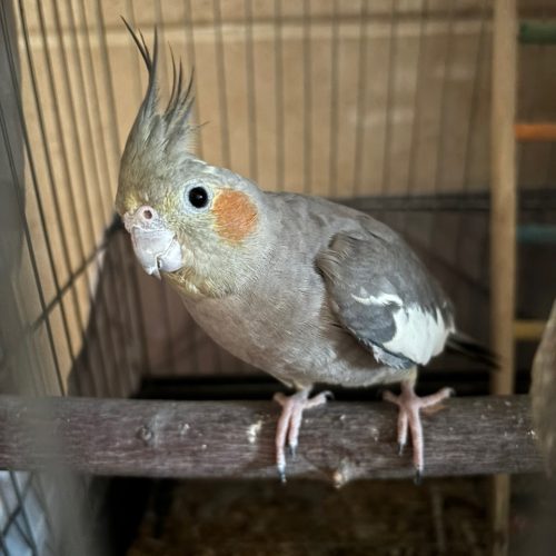 عروس هلندی ماده