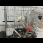 یک جفت عروس هلند