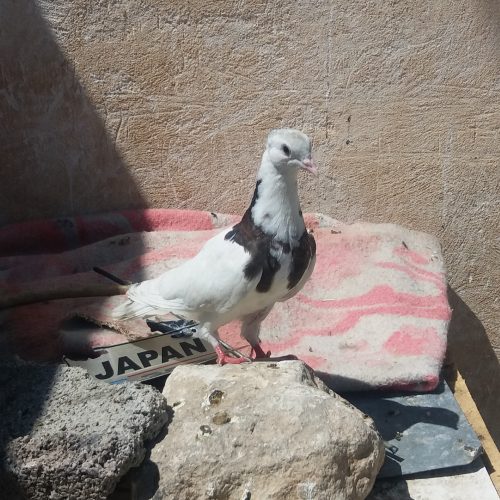 کبوتر طوقی و رنگی دره شهر