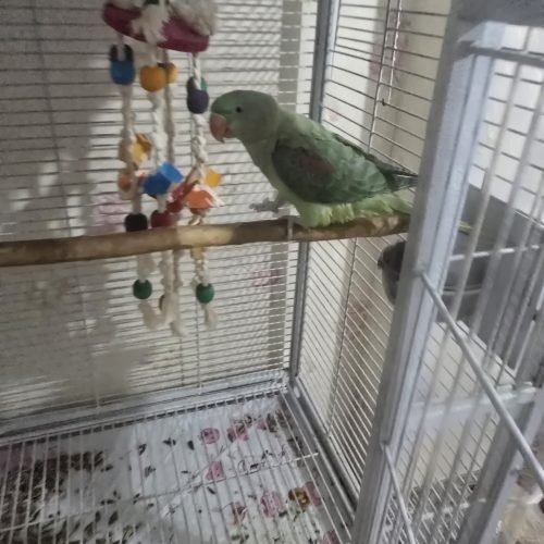 شاه طوطی فوری