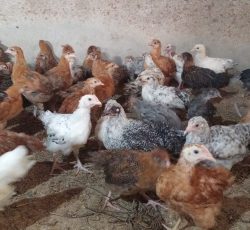 جوجه موغ محلی