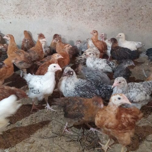 جوجه موغ محلی