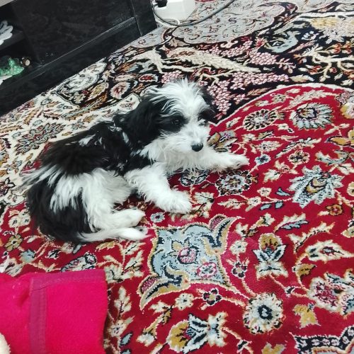 سگ سیتزوتربر