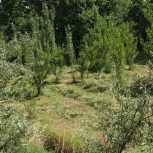 فروش باغ در اقکند