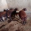 3عدد بره چاق