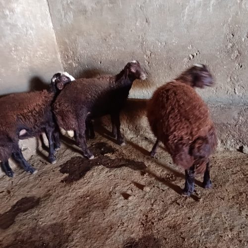 3عدد بره چاق