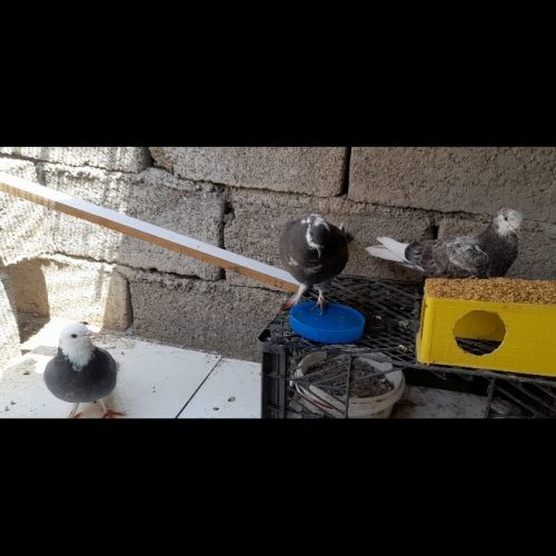 3تا کفتر سرحال پرشی معاوضه عروس یا مینا