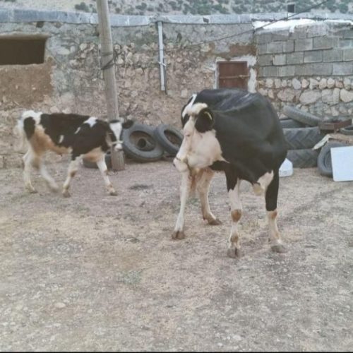 گاو سمینتال  شیرده