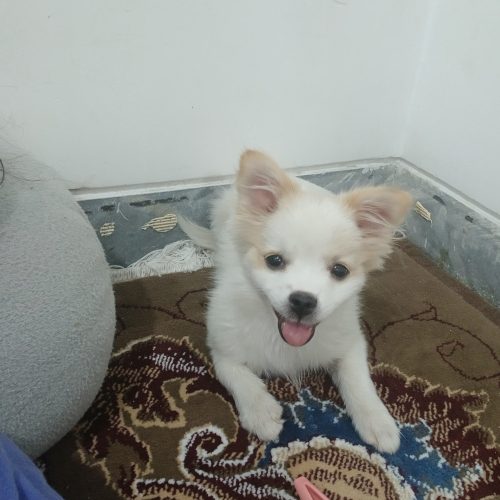 فروش توله پامر