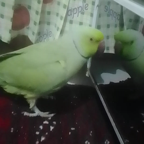 ملنگو یک و نیم ساله سرحال و بازیگوش