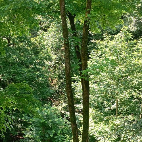 اجاره ویلای مهدی یار