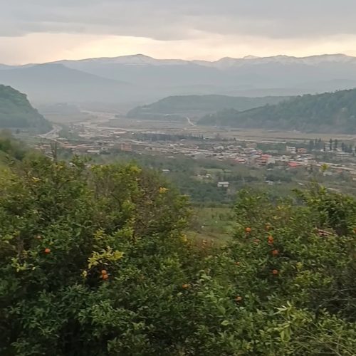 فروش فوری  زمین باغی