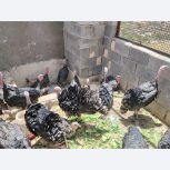 تخم نطفه دار بوقلمون برنز