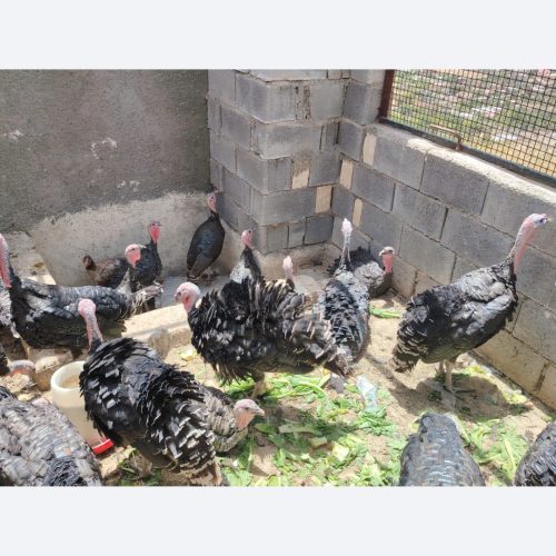 تخم نطفه دار بوقلمون برنز