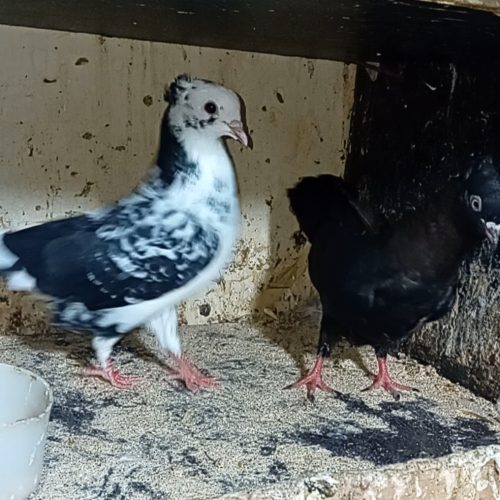 کبوتر پرشی فروش